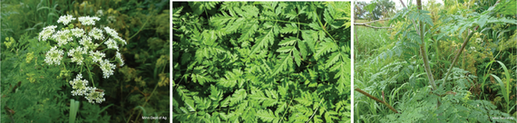Left: small white cluster of flowers, center: thick clump of fern-like bright green leaves, right: tall woody green stem with dark speckles  