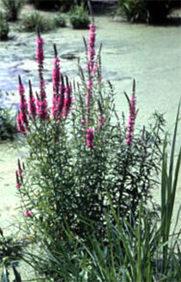 Tall plant with stiff and square-shaped stems, with spikes of tiny purple flowers in rod-like shape on top.