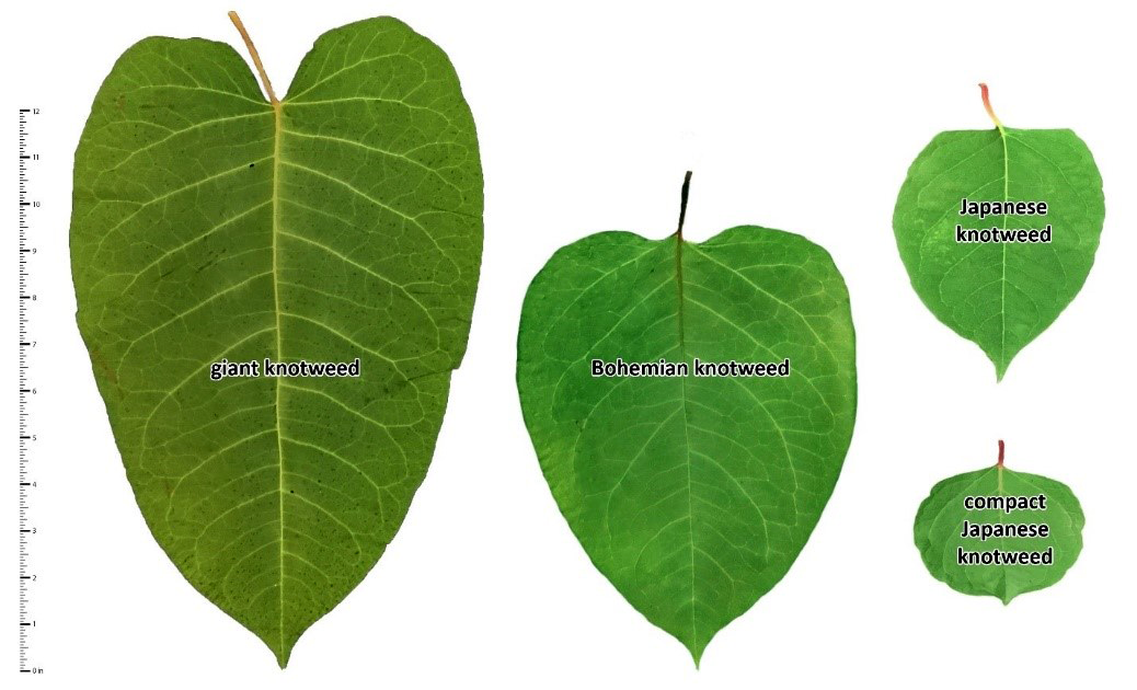 Four different knotweed species leaves next to ruler showing lengths ranging from the largest at over 12 inches to the smallest about 4 inches.
