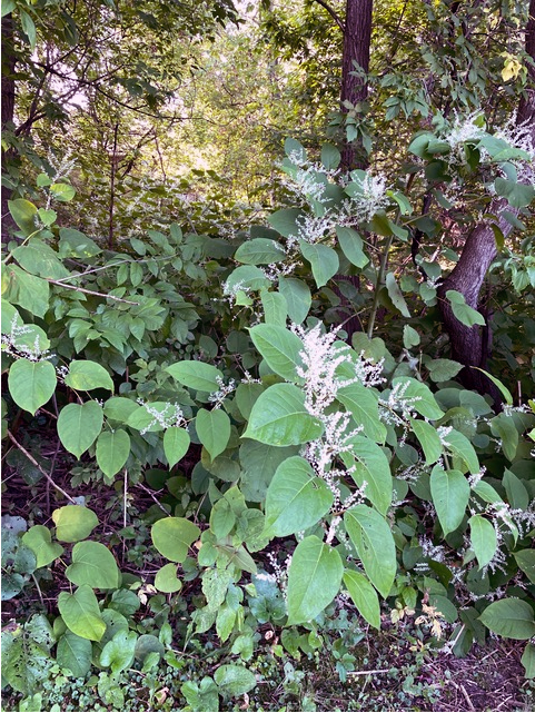 Knotweed bush with green, large leaves and white, feather-like flowers forming a dense thicket amid tree bases.