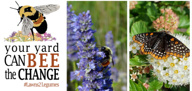 Bumble bee on blue, cone-shaped flower and butterfly on white, sphere-shaped flower, logo text "Your yard can BEE the change, #Lawns2Legumes"