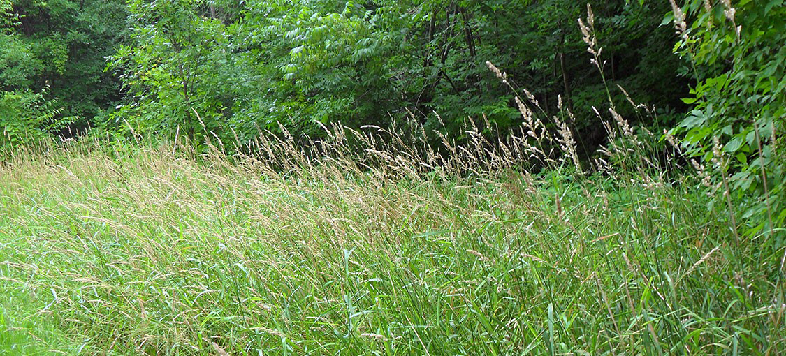 Tall, thin, green grass with wheat-like tops in dense clusters.