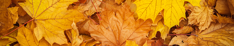 Golden and brown crisp fall leaves.