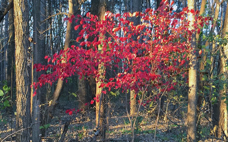 Woody bush with bright red leaves amid bare tree trunks.