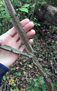 Hand holding a split, rough woody stem.