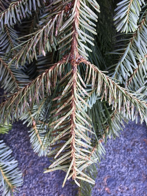Evergreen bough with brownish spots on underside of needles.