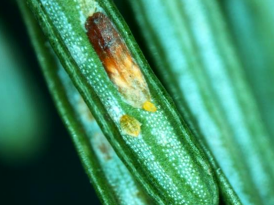 Closeup of underside of pine needle with an elongated, yellowish-brown waxy and slightly translucent looking insect. 