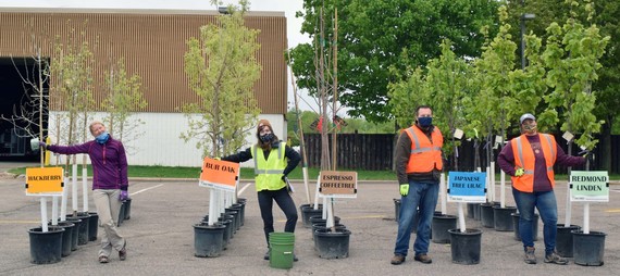 Trees in large containers lined up by variety in public works' parking with four attendants posting by trees for photo