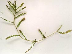 Clipping of aquatic invasive plant curley leaf pondweed with green to reddish-brown wavy leaves sparsely spaced on stem.