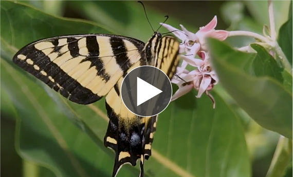 Butterfly feeding on flowering plant, video play button icon