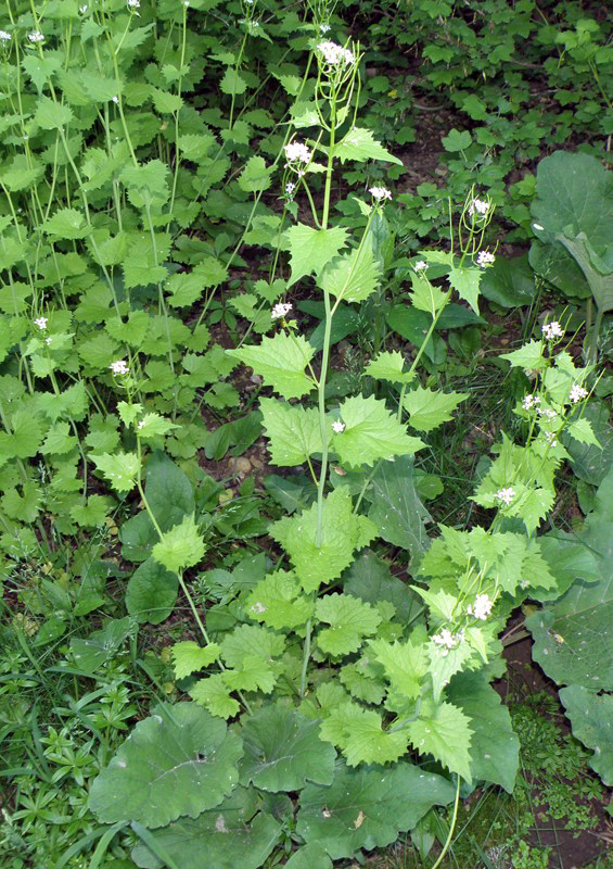Photo of garlic mustard in its second year with toothed alternate leaves and small, white clusters of four-petaled flowers atop leggy stems.