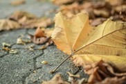 Fall leaves