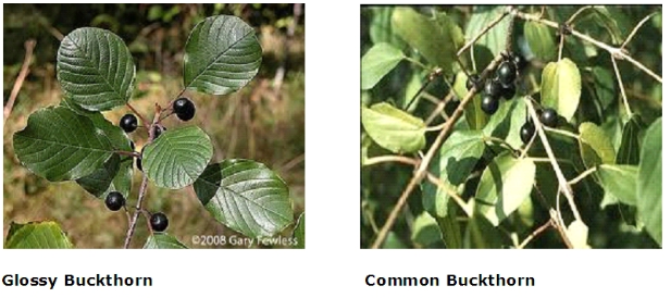 Buckthorn