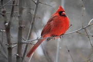 Cardinal