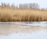 Winter Pond