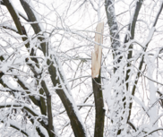 Snow Damaged Tree