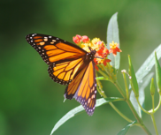 Butterfly Milkweed