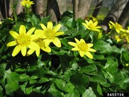 Lesser Celandine