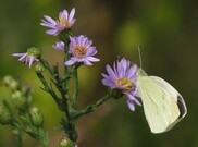 Smooth Blue Aster