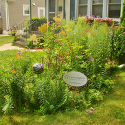 Rain Garden