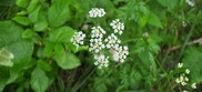 Japanese Hedge Parsley