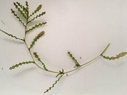 Curly Pondweed