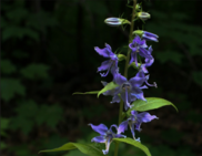 Creeping Bellflower