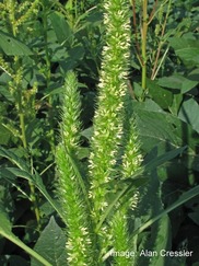 Palmer Amaranth