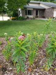 Pollinator Yard