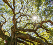 tree canopy