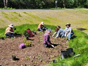 Raingarden