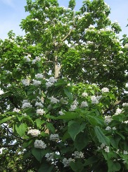 Northern Catalpa