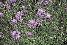 spotted knapweed