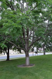 Coffee Tree