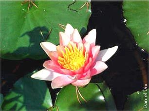 waterlily