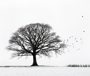 Oak Tree in Winter