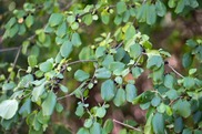 buckthorn