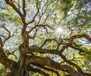 Oak