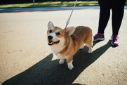 Corgi on a leash