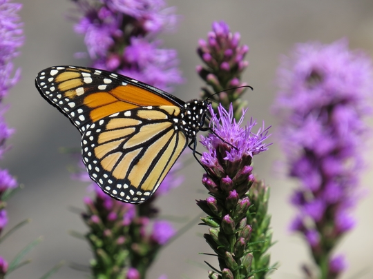 Monarch butterfly 