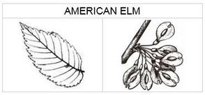 american elm