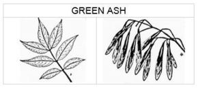 green ash
