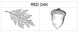 red oaks