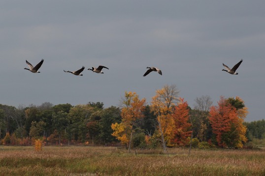 Flock of geese migrating over fall landscape, Christine Petersen