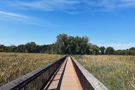 a walking path over a marsh with reeds on the sides and big trees in the background