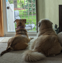 Steph's dogs