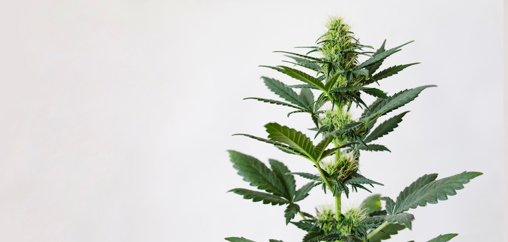 cannabis plant with white background