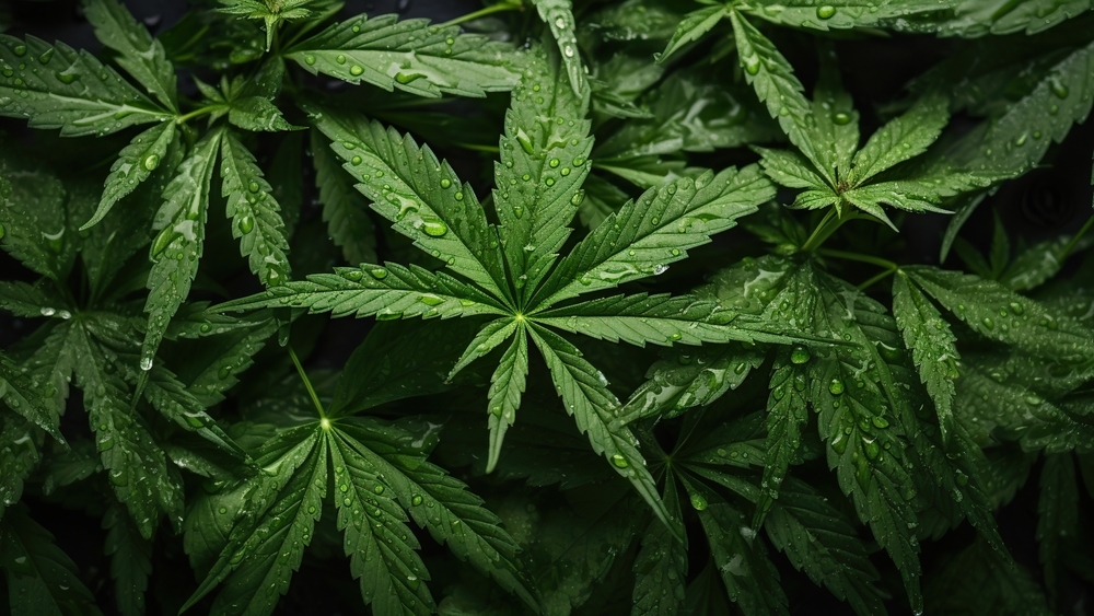 cannabis leaves with droplets