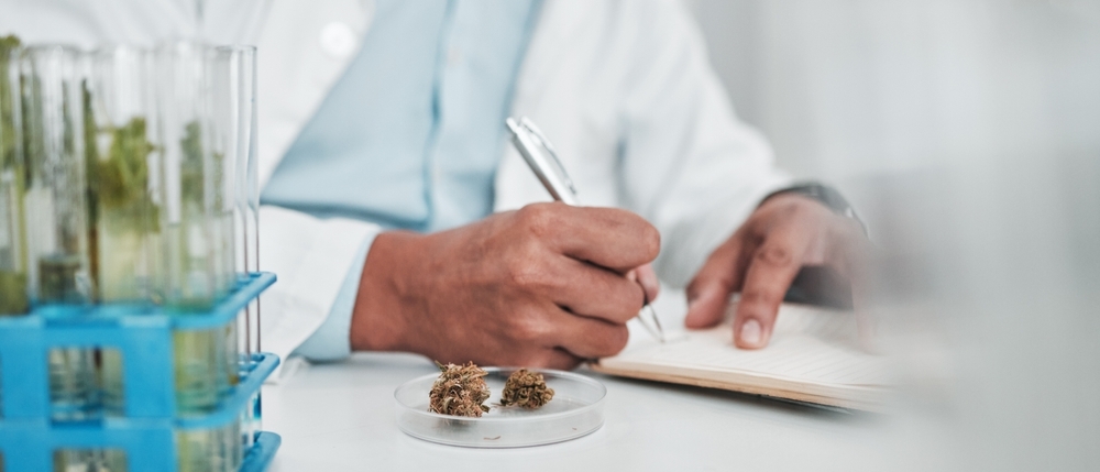 man writing notes in laboratory, with viles of cannabis flower next to him