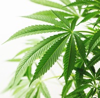 Cannabis leaves on a white background